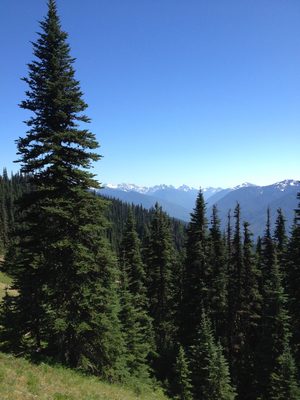 No signs of the pine bark beetle here, unlike Colorado.